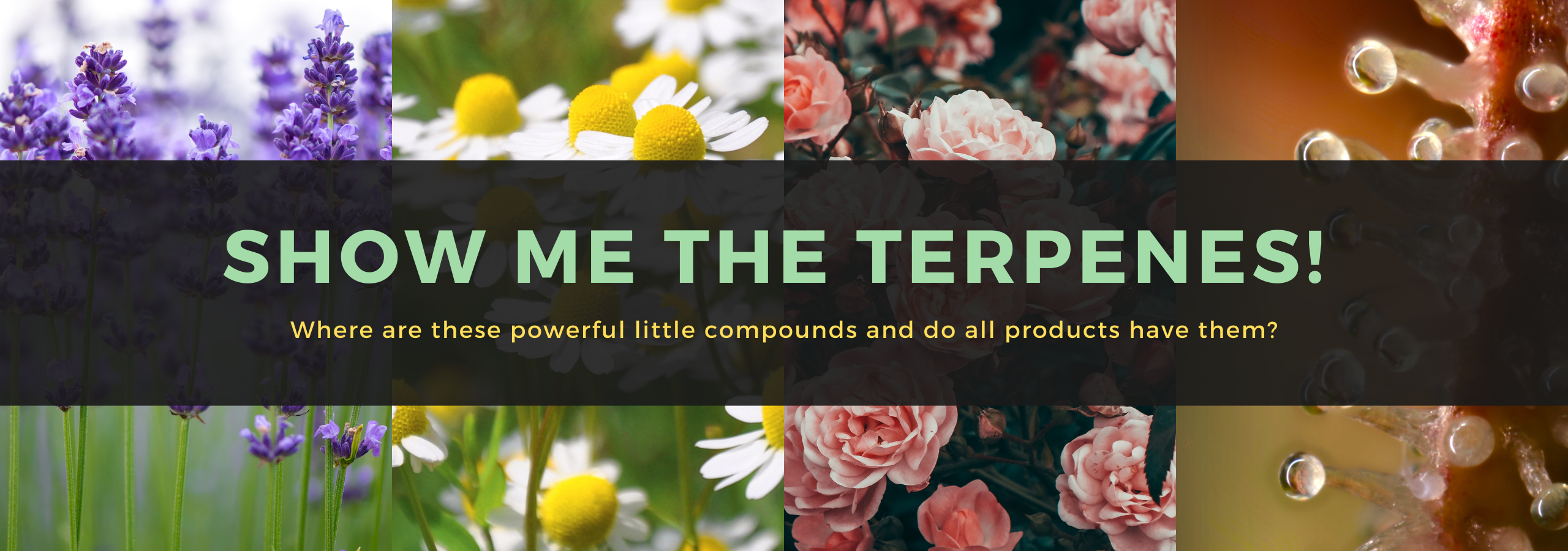 Copy-of-Copy-of-Terpenes-blog-article.png